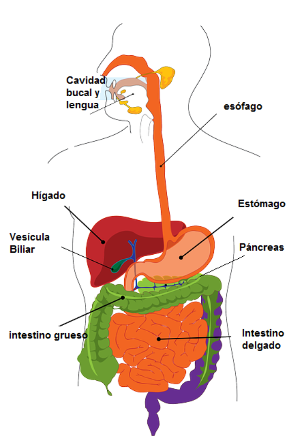 Aparato digestivo | Hospital Universitari General de Catalunya - Grupo ...